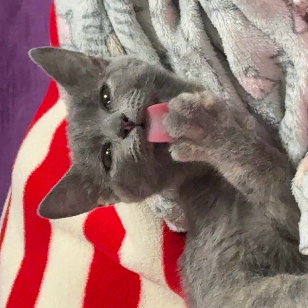 Luna is registered to the contest to win money with this photo: cat, gray_cat, tongue_out, licking, blanket, cozy, feline, pet, close_up, indoor, cute, fur, animal, resting, paw, striped_blanket, soft_texture, relaxed, whiskers, sleepy