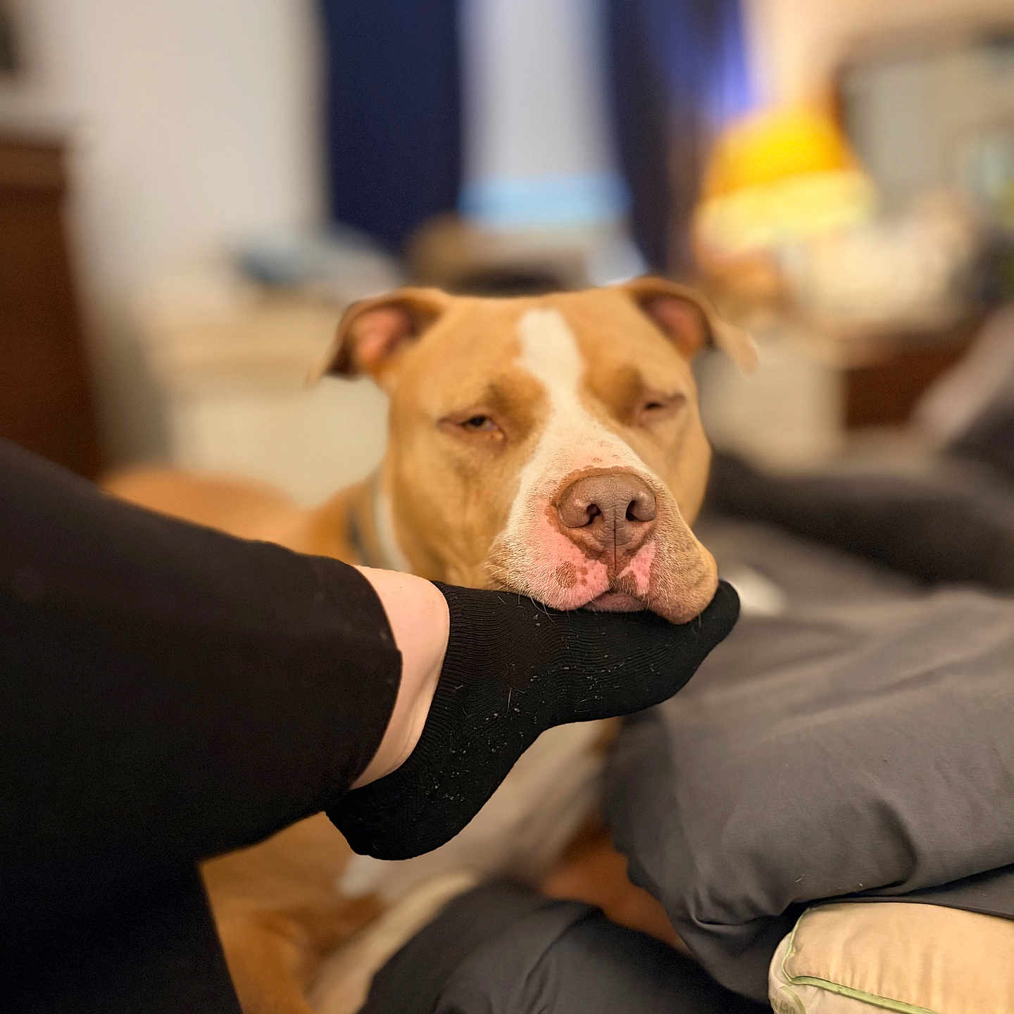 Titan is registered to the contest to win money with this photo: dog, pit_bull, pet, sleepy, tired, face, muzzle, nose, ears, brown_fur, white_marking, indoor, living_room, couch, blanket, pillow, sock, human_leg, portrait, relaxed