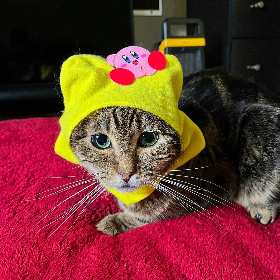Harley joined the competition — help win amazing prizes! cat, tabby_cat, pet, animal, yellow_hat, kirby, red_blanket, indoor, feline, whiskers, cute, costume, portrait, looking_at_camera, cozy, fur, domestic_animal, resting, headwear, closeup