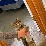 Harley joined the competition — help win amazing prizes! cat, tabby_cat, water_bottle, person, hand, carpet, bed, blanket, door, doorframe, indoor, animal, pet, fur, standing, curious, brown, gray, feline, holding