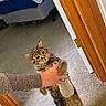 cat, tabby_cat, water_bottle, person, hand, carpet, bed, blanket, door, doorframe, indoor, animal, pet, fur, standing, curious, brown, gray, feline, holding