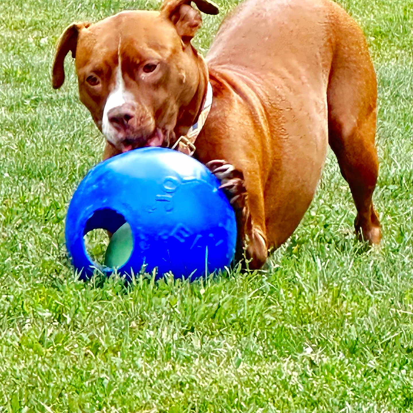 Zoey joined the competition — help win amazing prizes! dog, brown_dog, blue_ball, grass, outdoor, play, pet, animal, collar, chewing, active, canine, daytime, greenery, muzzle, ears, tail, fur, summer, nature