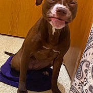 Zoey is registered to the contest to win money with this photo: dog, brown_dog, indoor, floor, towel, wooden_cabinet, curtain, funny_face, pet, animal, sitting, white_markings, expression, paw, nose, ears, room, tile_floor, domestic, cute