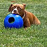 Zoey joined the competition — help win amazing prizes! dog, brown_dog, grass, outdoor, toy, blue_ball, pet, animal, playing, resting, collar, nature, summer, canine, mammal, leisure, daylight, cute, companion, relaxed