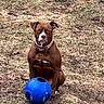 dog, brown_dog, blue_ball, grass, outdoor, pet, animal, collar, play, toy, nature, field, sitting, canine, looking, ground, daylight, fur, mammal, eyes_closed