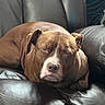 Zoey joined the competition — help win amazing prizes! dog, brown_dog, sleeping, couch, leather_couch, pet, animal, relaxing, indoors, close_up, resting, canine, fur, snout, ears, companion, domestic_animal, calm, comfortable, home