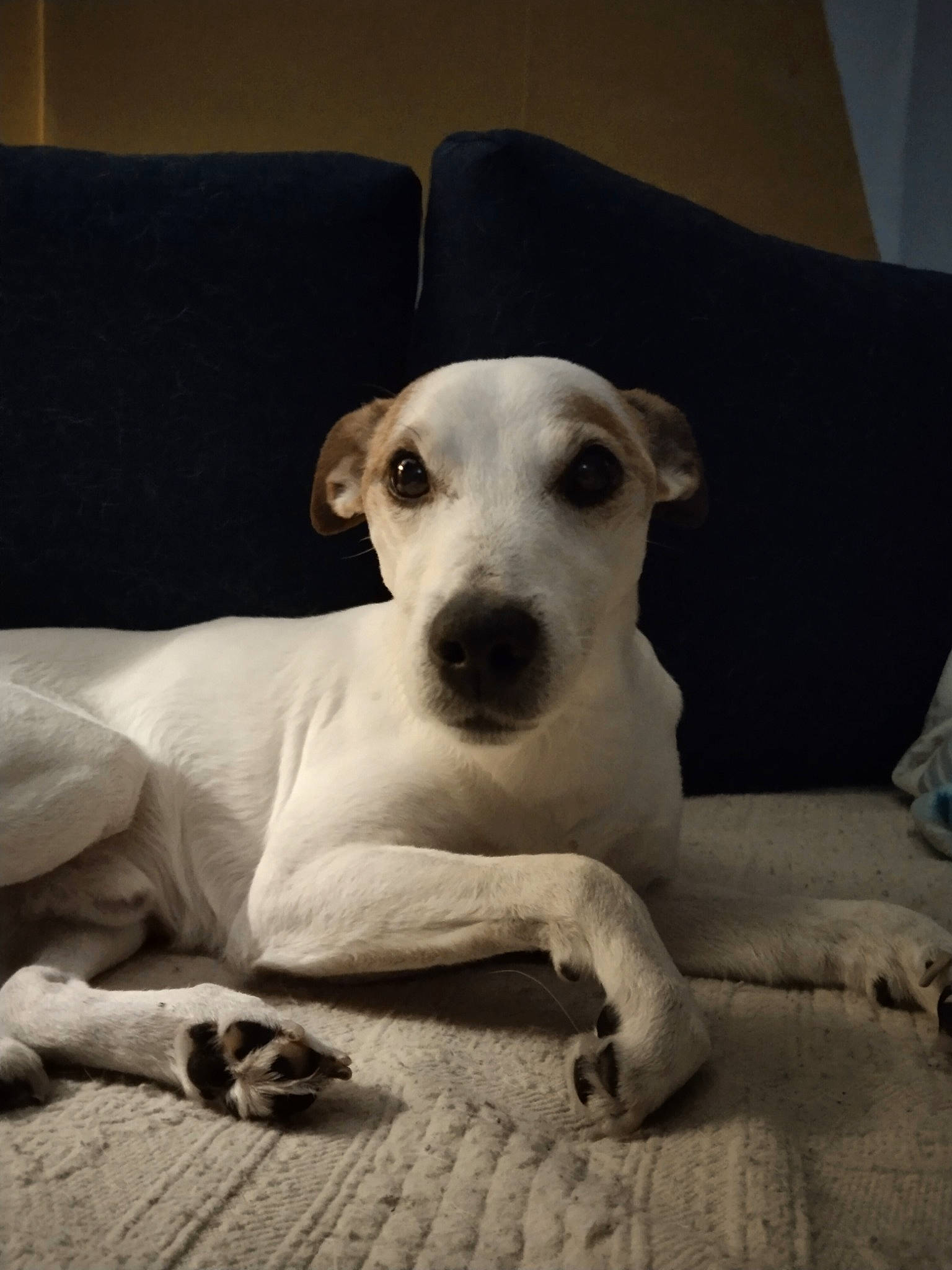 Snoopy a rejoint le concours — aidez-le/la à gagner de superbes lots ! carnivore, comfort, companion_dog, couch, dog, dog_breed, fawn, linens, monochrome, monochrome_photography, non_sporting_group, paw, snout, street_dog, terrestrial_animal, whiskers, working_animal