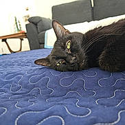 Tobin is registered to the contest to win money with this photo: animal, black_cat, blue_blanket, cat, close_up, couch, cozy, domestic_animal, fur, furniture, home, indoor, lazy, living_room, pet, relaxation, resting, sleepy, table, whiskers