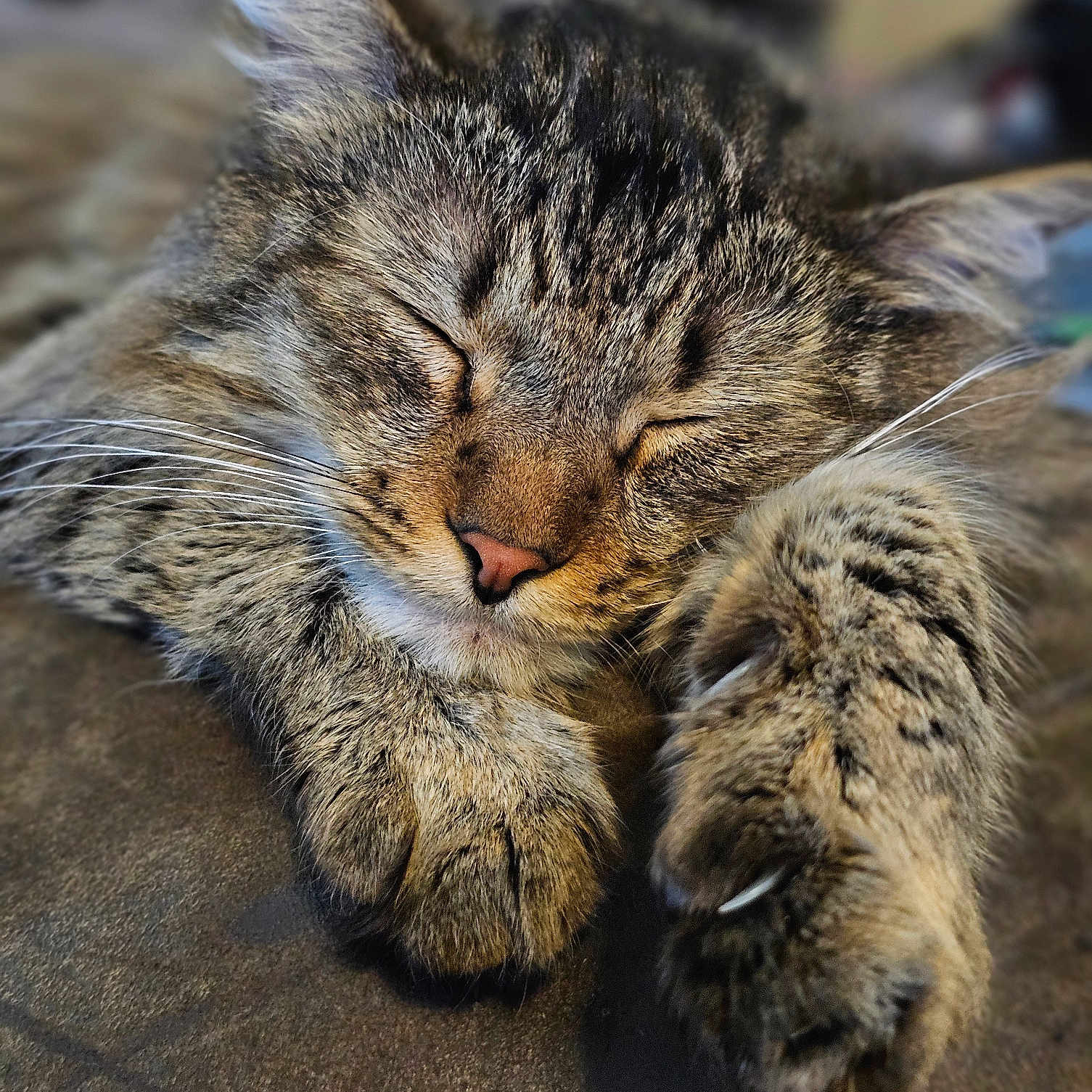 Milo joined the competition — help win amazing prizes! abyssinian, animal, bodypart, cat, claw, computerhardware, couch, electronics, furniture, hardware, hook, kitten, manx, mouth, person, pet, sleeping, snout