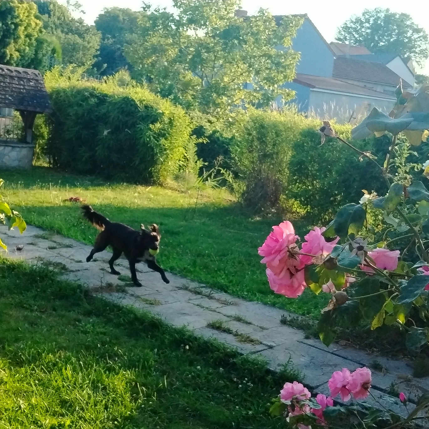 Namie participe au concours pour gagner de l'argent avec cette photo : architecture, backyard, building, flower, garden, geranium, grass, herbal, herbs, jar, nature, neighborhood, outdoors, petal, plant, pottedplant, shelter, tree, vegetation, yard