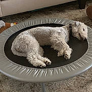 Callie joined the competition — help win amazing prizes! animal, carpet, collar, cozy, curly_fur, cute, dog, domestic, fur, furniture, household, indoor, living_room, pet, quiet, relaxed, resting, sleeping, trampoline, white