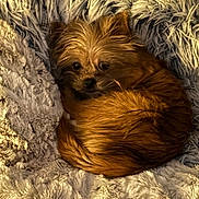 Apollo is registered to the contest to win money with this photo: dog, pet, curled_up, fluffy_blanket, brown_fur, cozy, indoor, small_dog, resting, cute, fur, warm, texture, snuggled, animal, companion, relaxed, soft, home, sleepy