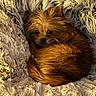 dog, pet, curled_up, fluffy_blanket, brown_fur, cozy, indoor, small_dog, resting, cute, fur, warm, texture, snuggled, animal, companion, relaxed, soft, home, sleepy