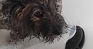 Cookie a rejoint le concours — aidez-le/la à gagner de superbes lots ! animal, bath_time, bathtub, close_up, container, cute, dog, expression, fur, grooming, head, indoors, looking_away, pet, scruffy, small_dog, soap_bubbles, soapy, water, wet_fur