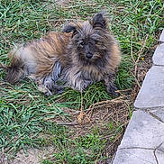 Cookie participe au concours pour gagner de l'argent avec cette photo : animal, backyard, black_fur, brown_fur, cute, dog, fluffy, garden, grass, greenery, long_hair, lying_down, outdoor, pet, portrait, puppy, shaggy, sitting, stone_path, walkway