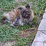animal, backyard, black_fur, brown_fur, cute, dog, fluffy, garden, grass, greenery, long_hair, lying_down, outdoor, pet, portrait, puppy, shaggy, sitting, stone_path, walkway