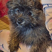 Cookie participe au concours pour gagner de l'argent avec cette photo : puppy, dog, fluffy, fur, pet, animal, cute, eyes, face, pajamas, lap, indoor, cozy, resting, closeup, adorable, domestic_animal, young, furry, companion