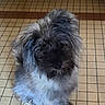 dog, fluffy, scruffy, pet, animal, indoor, floor, tile, gray, white, fur, small_dog, cute, sitting, mammal, domestic_animal, companion, furry, friendly, portrait