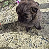 puppy, dog, outdoor, grass, concrete, child, socks, shoes, shadow, sunlight, curious, fluffy, brown, small_dog, playing, pet, animal, footwear, nature, cute