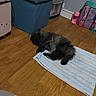 Cookie participe au concours pour gagner de l'argent avec cette photo : animal, blue_towel, cat, cozy, dark_fur, flooring, fluffy, furniture, home, indoor, pet, pink_bottle, plastic_containers, quiet, relaxation, resting, sleeping, storage_ottoman, towel, wooden_floor