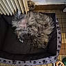Cookie participe au concours pour gagner de l'argent avec cette photo : dog, bed, radiator, tile_floor, toy, bone, paw_print, fur, sleeping, cozy, indoor, pet, curled_up, gray, resting, home, quiet, relaxed, floor, animal