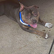 Blue is registered to the contest to win money with this photo: dog, canine, pet, animal, mammal, brown, blue_collar, tongue_out, lying_down, concrete_floor, paw, ears, happy, cute, domestic_animal, playful, resting, outdoor, shadow, snout