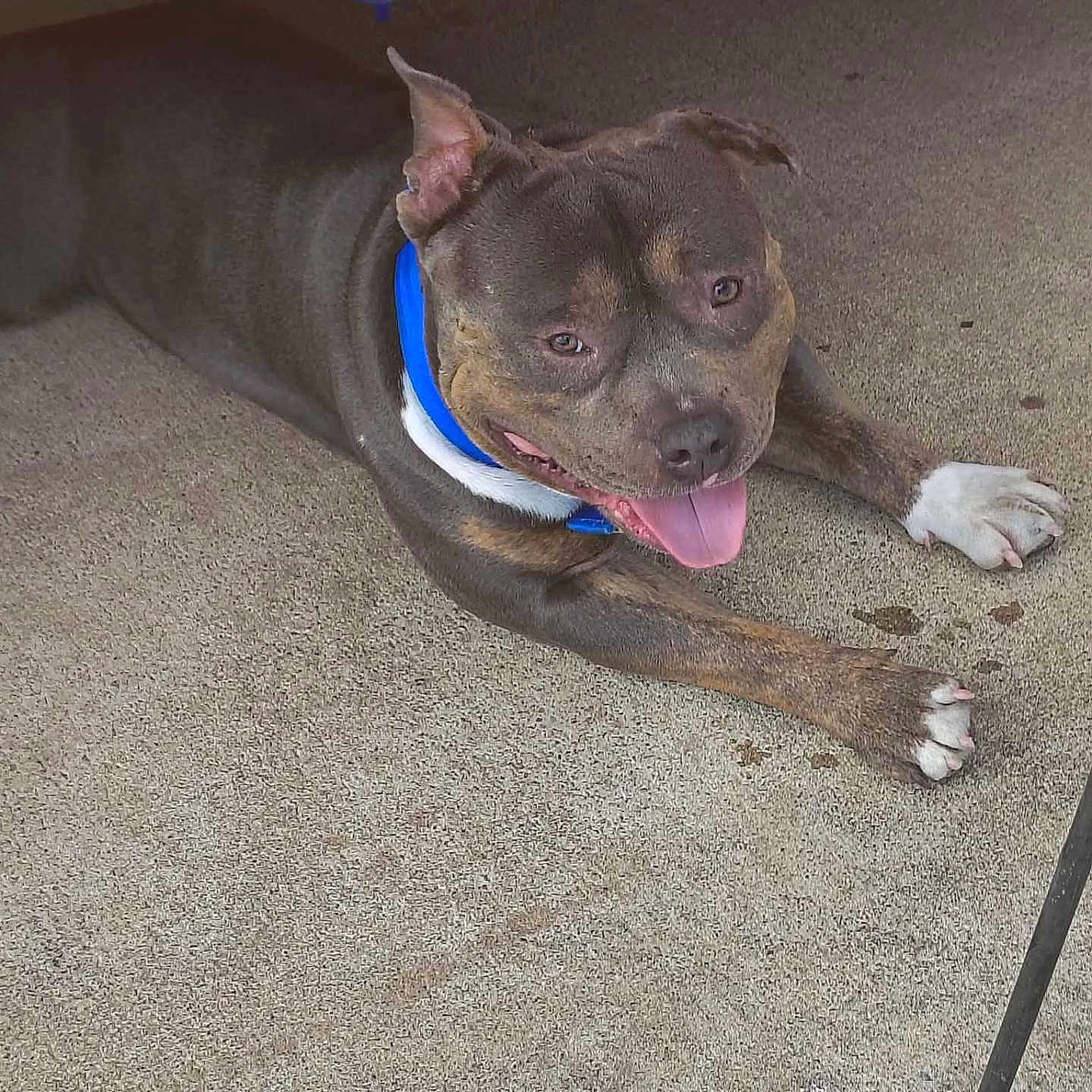 Blue is registered to the contest to win money with this photo: animal, blue_collar, brown, canine, concrete_floor, cute, dog, domestic_animal, ears, happy, lying_down, mammal, outdoor, paw, pet, playful, resting, shadow, snout, tongue_out