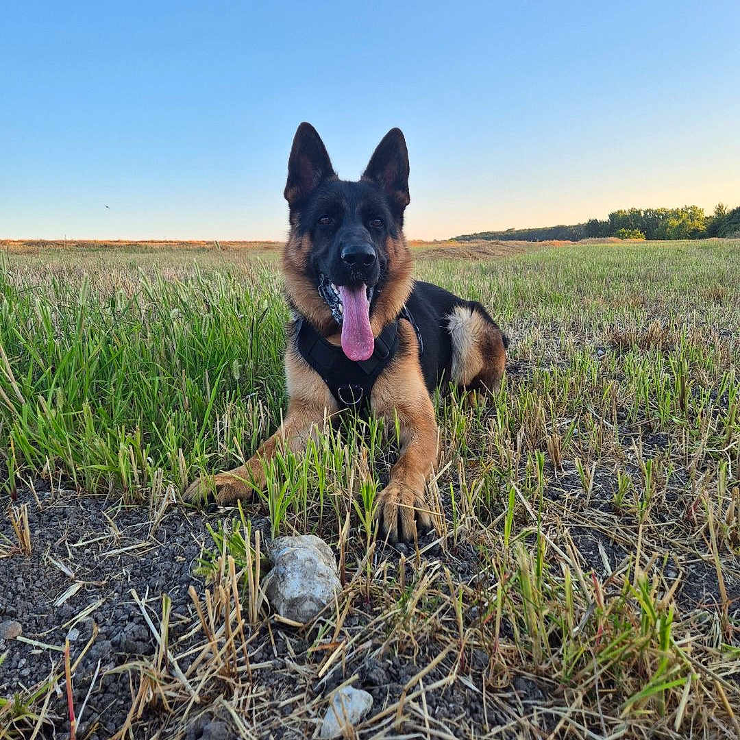 Ace participe au concours pour gagner de l'argent avec cette photo : animal, ball, canine, dog, field, football, grass, grassland, nature, outdoors, pet, plant, puppy, rock, soccer, soccerball, soil, sport, tennis, tennisball