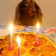Tess participe au concours pour gagner de l'argent avec cette photo : dog, long_hair, brown, cake, apricot, candles, birthday, table, food, dessert, floral_tablecloth, indoor, pet, curious, celebration, light, warm, closeup, animal, cute