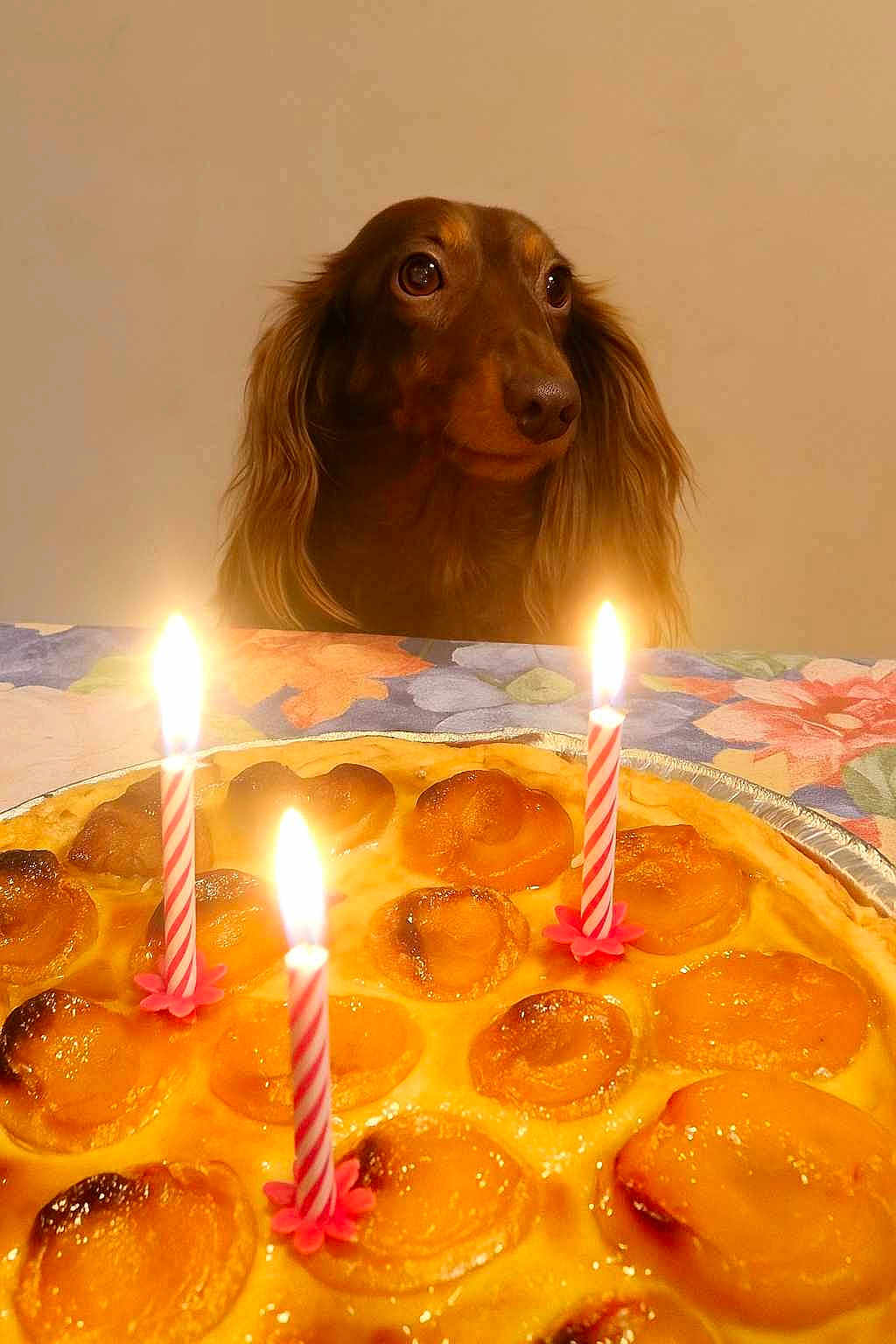 Tess participe au concours pour gagner de l'argent avec cette photo : dog, long_hair, brown, cake, apricot, candles, birthday, table, food, dessert, floral_tablecloth, indoor, pet, curious, celebration, light, warm, closeup, animal, cute