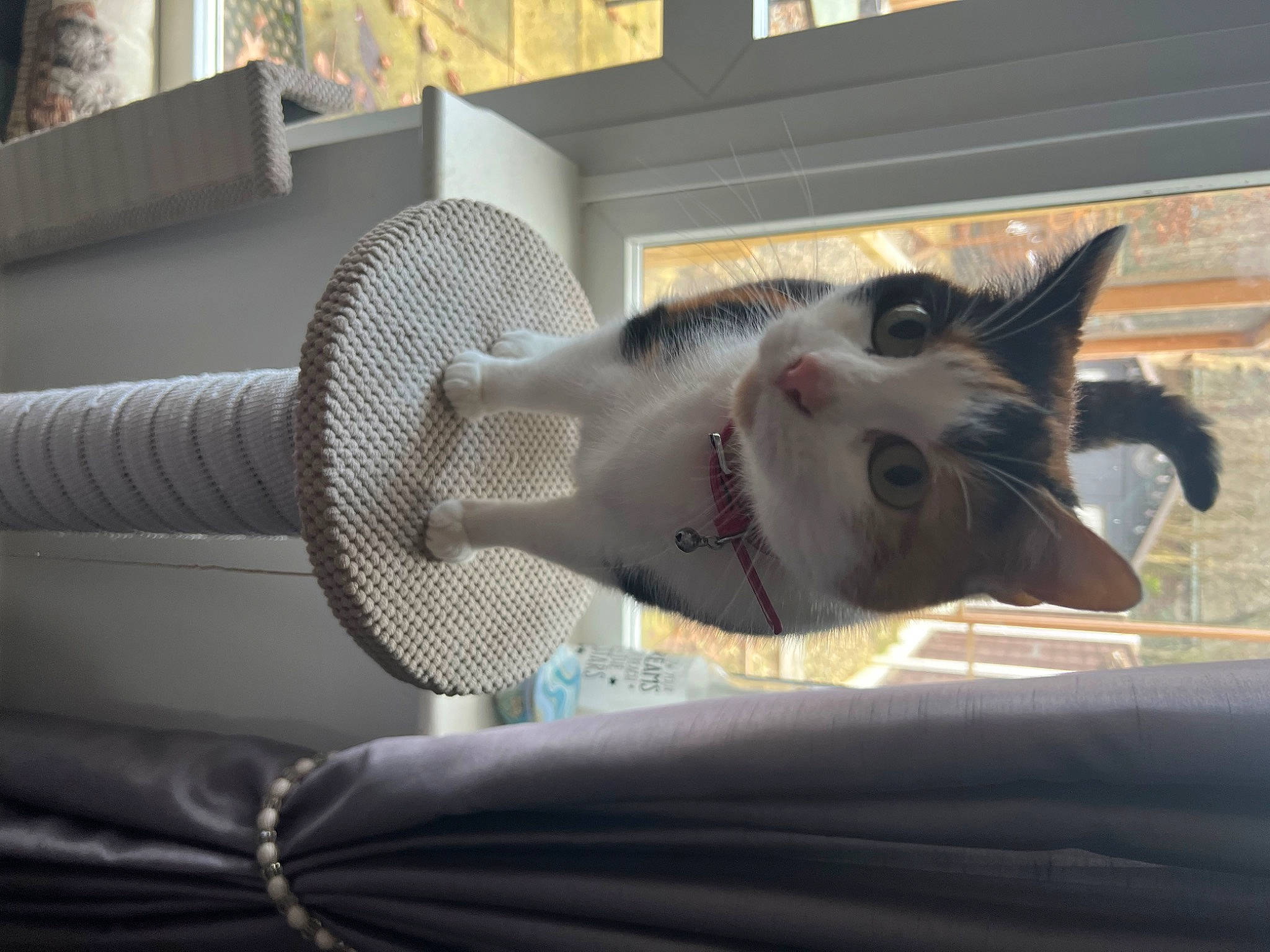 Cleo is registered to the contest to win money with this photo: carnivore, cat, domestic_short_haired_cat, felidae, fur, gas, machine, metal, pipe, room, small_to_medium_sized_cats, steel, tail, whiskers, wood