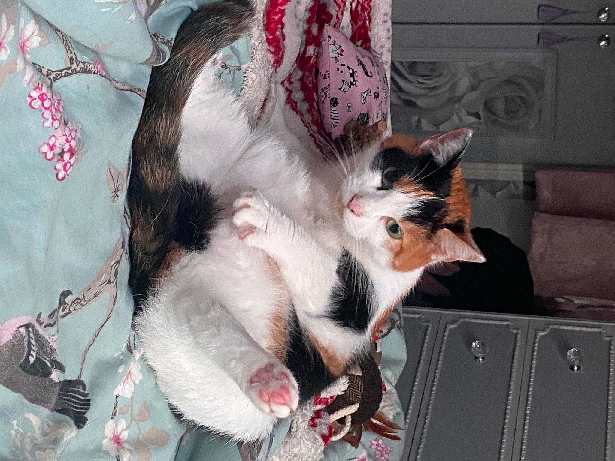 Cleo is registered to the contest to win money with this photo: box, carmine, carnivore, cat, claw, collar, companion_dog, dog_breed, domestic_short_haired_cat, fawn, felidae, fur, lap, pattern, paw, small_to_medium_sized_cats, snout, tail, twig, whiskers