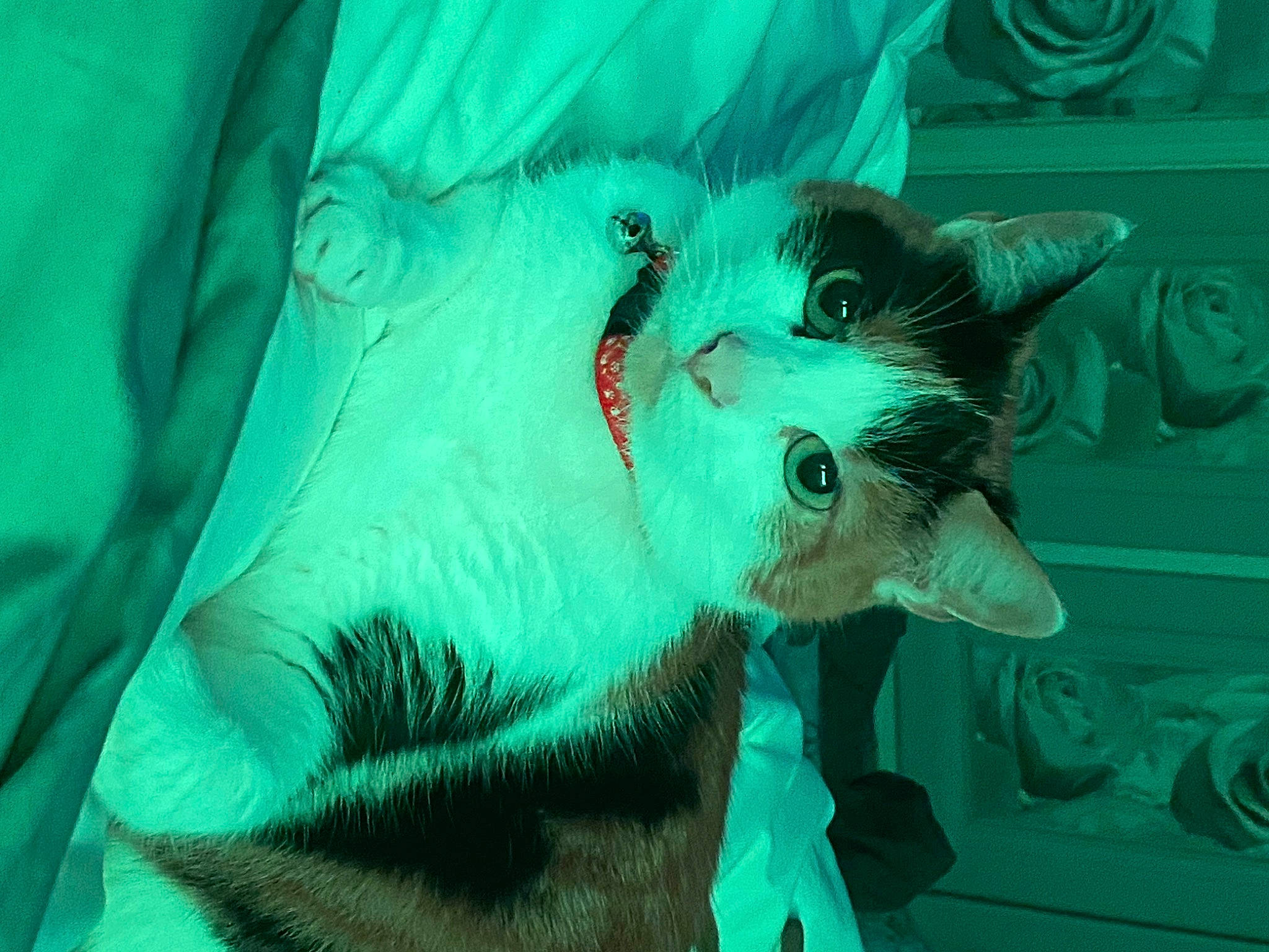 Cleo joined the competition — help win amazing prizes! aqua, azure, carnivore, cat, claw, domestic_short_haired_cat, electric_blue, fang, felidae, fictional_character, fur, organism, paw, small_to_medium_sized_cats, snout, tail, visual_arts, whiskers, wildlife