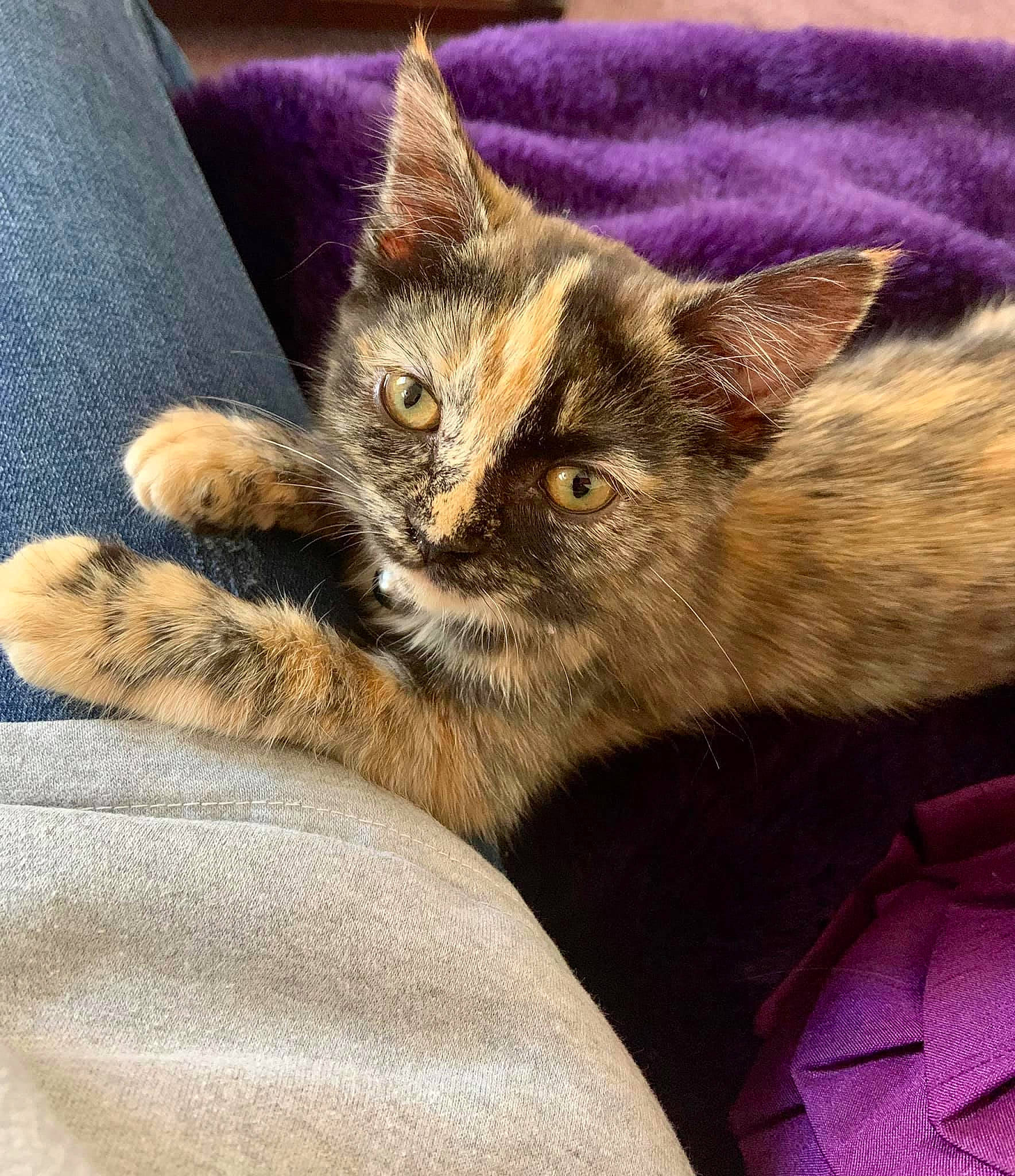 Nala joined the competition — help win amazing prizes! asian, carnivore, cat, domestic_short_haired_cat, dragon_li, ear, european_shorthair, fawn, felidae, fur, kitten, mammal, pixie_bob, sky, small_to_medium_sized_cats, tabby_cat, whiskers