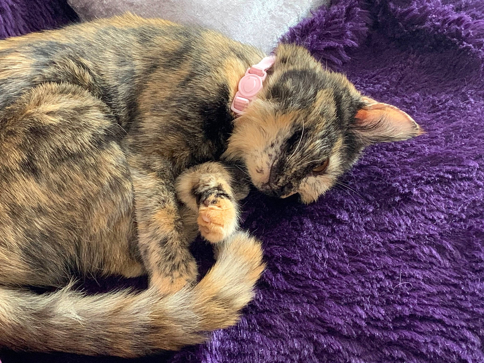 Nala is registered to the contest to win money with this photo: carnivore, cat, claw, comfort, domestic_short_haired_cat, dragon_li, ear, european_shorthair, felidae, fur, kitten, nap, paw, polydactyl_cat, sleep, small_to_medium_sized_cats, tabby_cat, tail, whiskers
