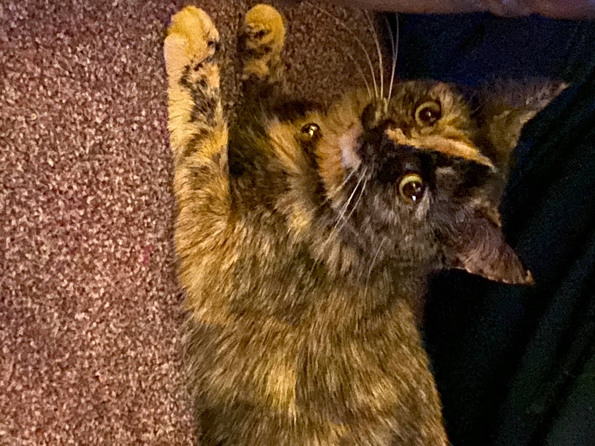 Nala joined the competition — help win amazing prizes! animal_shelter, canidae, carnivore, cat, claw, dog_breed, domestic_short_haired_cat, fawn, felidae, fur, liver, lynx, small_to_medium_sized_cats, snout, soil, sporting_group, tail, terrestrial_animal, whiskers, wildlife