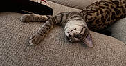 Diamond is registered to the contest to win money with this photo: cat, sleeping, gray_cat, white_chest, domestic_animal, pet, couch, sofa, cushion, leopard_print, living_room, cozy, indoor, string_lights, relaxed, lying_down, upside_down, whiskers, paw, home_decor
