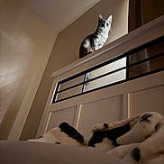 Diamond joined the competition — help win amazing prizes! cat, tabby_cat, pet, animal, indoors, doorway, door, home, interior, hallway, perched, looking_at_camera, wide_eyes, whiskers, ears, striped_fur, warm_lighting, blanket, foreground, funny_pose