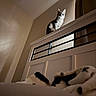 cat, tabby_cat, pet, animal, indoors, doorway, door, home, interior, hallway, perched, looking_at_camera, wide_eyes, whiskers, ears, striped_fur, warm_lighting, blanket, foreground, funny_pose