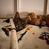 Diamond joined the competition — help win amazing prizes! cat, kitten, tabby, sleeping, sleepy, cozy, blanket, bed, plush_toy, stuffed_animal, bunny, indoors, bedroom, cuddling, relaxed, cute, pet, furry, portrait, warm_lighting