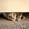 Diamond is registered to the contest to win money with this photo: cat, tabby, gray_cat, pet, animal, feline, face, eyes, whiskers, ears, paws, lying_down, peeking, under_furniture, carpet, indoors, home, close_up, curious, portrait