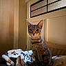 cat, tabby, pet, animal, sitting, indoors, bed, blanket, couch, window, warm_lighting, portrait, close_up, whiskers, ears, eyes, fur, home, cozy, alert