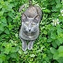 cat, gray_cat, greenery, plants, flowers, nature, outdoor, animal, feline, pet, curious, sitting, closeup, eyes, whiskers, tail, leafy, flora, garden, wildlife