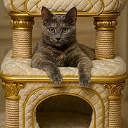 Velvet is registered to the contest to win money with this photo: cat, gray_cat, pet, animal, feline, luxury, cat_tree, plush, gold_trim, indoor, portrait, resting, looking_at_camera, fur, whiskers, ears, paws, cute, cozy, home