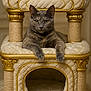 cat, gray_cat, pet, animal, feline, luxury, cat_tree, plush, gold_trim, indoor, portrait, resting, looking_at_camera, fur, whiskers, ears, paws, cute, cozy, home