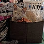 Velvet is registered to the contest to win money with this photo: cat, gray_cat, laundry, laundry_basket, clothes, fabric_bin, yellow_eyes, indoor, clutter, plastic_basket, textile, household, pet, animal, curious, resting, container, storage, messy, home