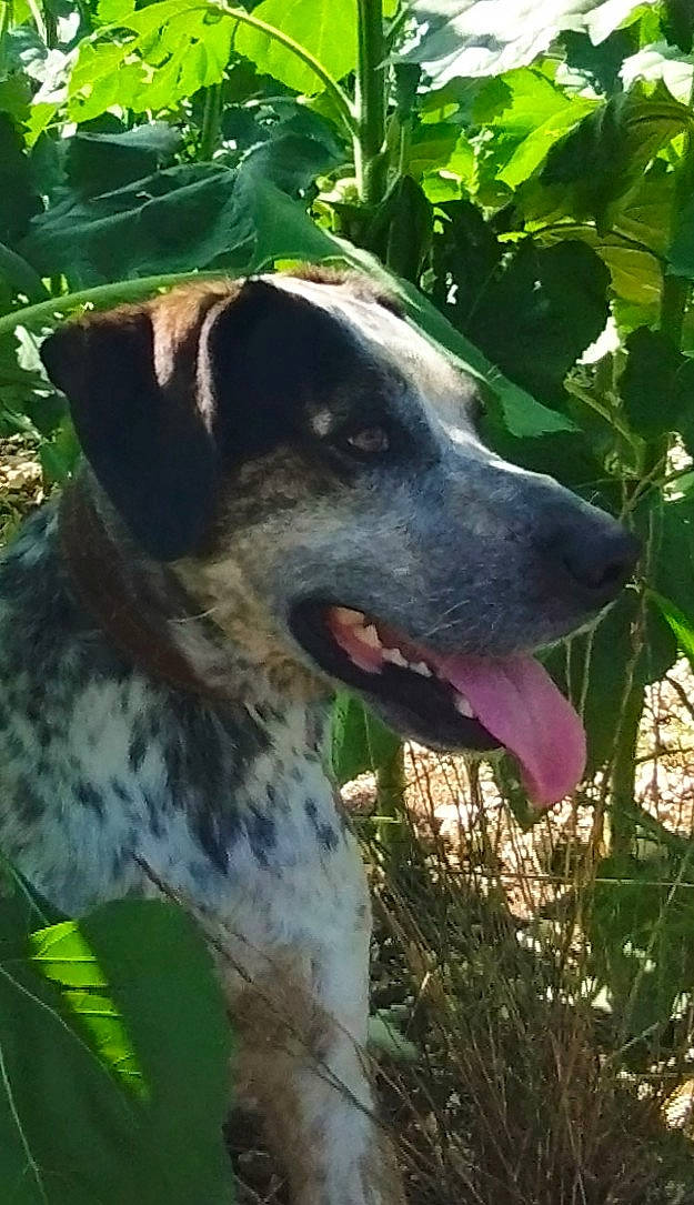 Charco a rejoint le concours — aidez-le/la à gagner de superbes lots ! canidae, carnivore, collar, companion_dog, dog, dog_breed, dog_collar, fawn, grass, green, gun_dog, hunting_dog, non_sporting_group, plant, snout, sporting_group, terrestrial_animal, whiskers, working_animal, working_dog