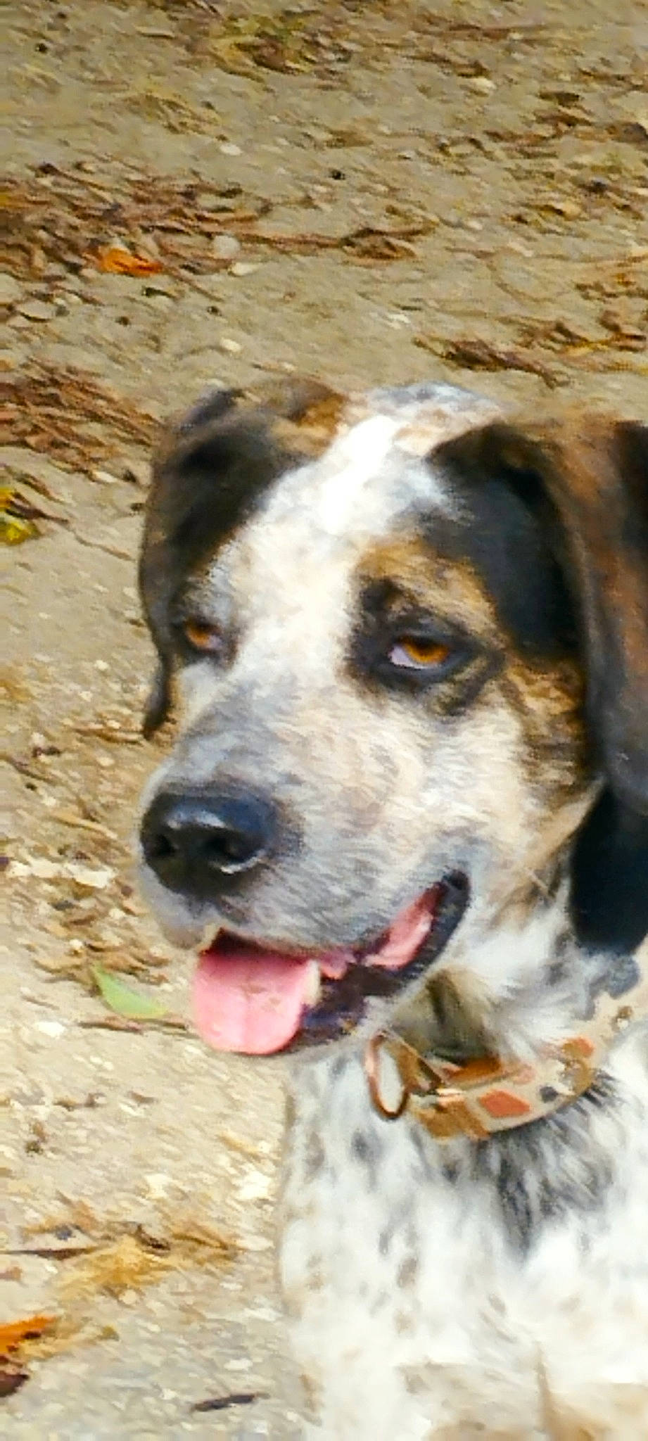 Charco a rejoint le concours — aidez-le/la à gagner de superbes lots ! canidae, carnivore, collar, companion_dog, dog, dog_breed, hunting_dog, sporting_group, terrestrial_animal, whiskers, working_animal, working_dog