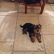 Idéfix participe au concours pour gagner de l'argent avec cette photo : adult, affenpinscher, airedale, animal, canine, chair, dog, furniture, hound, male, man, path, person, pet, poodle, puppy, slate, terrier, tile, walkway