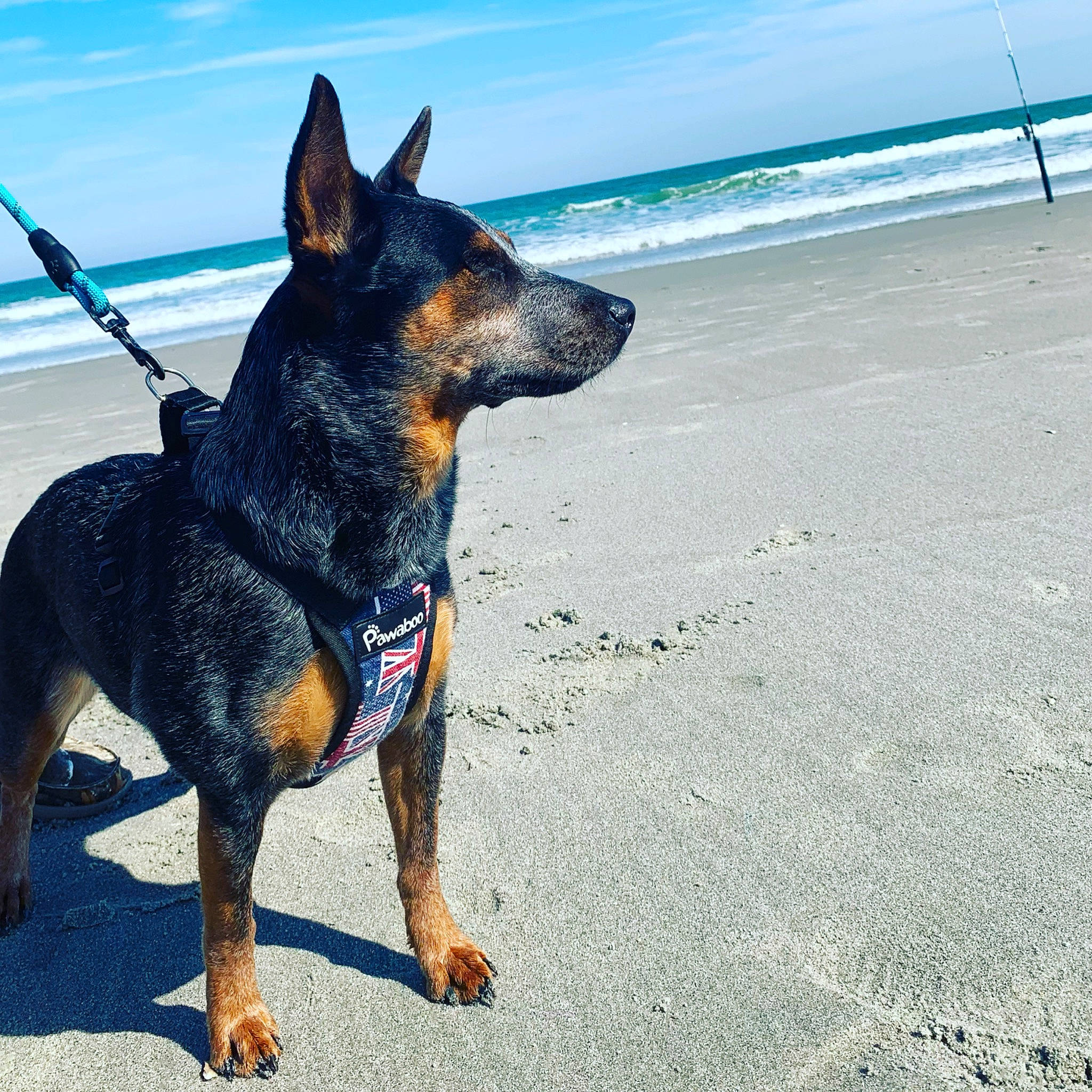 Diva joined the competition — help win amazing prizes! beach, canidae, carnivore, collar, companion_dog, dog, dog_breed, dog_collar, dog_supply, electric_blue, guard_dog, herding_dog, paw, sky, snout, sporting_group, toy_dog, water, working_animal, working_dog